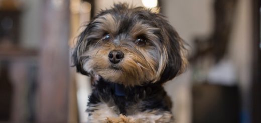 Auch ein Yorkshire-Terrier ist ein Hund