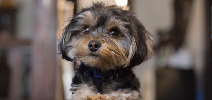 Auch ein Yorkshire-Terrier ist ein Hund