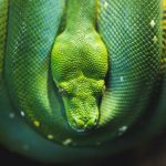 Tierhaltung im Mietrecht