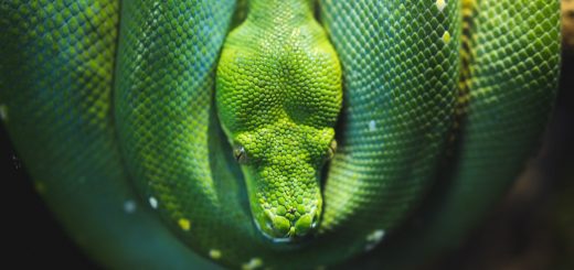 Tierhaltung im Mietrecht