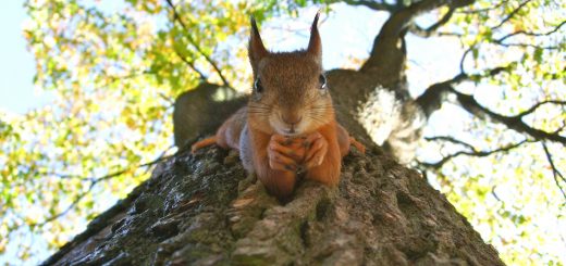 Das Eichhörnchen versteht den Streit um Bäume nicht