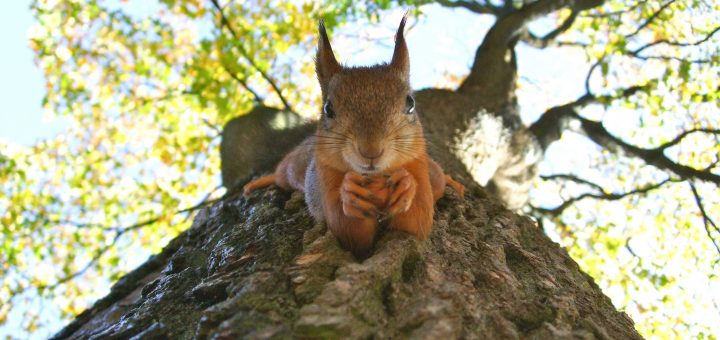 Das Eichhörnchen versteht den Streit um Bäume nicht